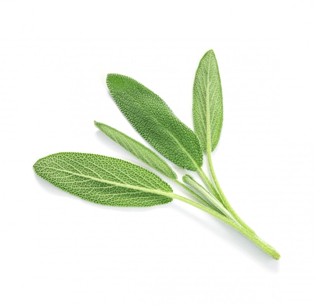 Foto cerrar una hoja de hierba de salvia verde fresca sobre fondo blanco