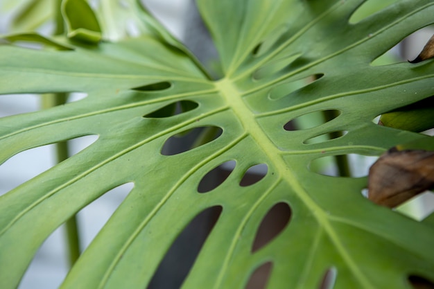 Cerrar hoja de monstera verde