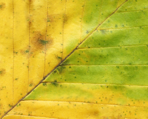 Cerrar la hoja de otoño de fondo