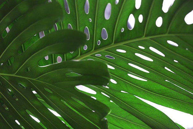 Cerrar la hoja de palma verde monstera