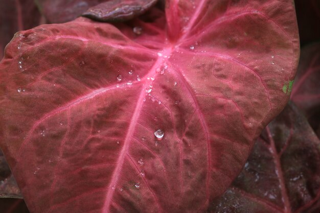 Foto cerrar hoja de pink caladium