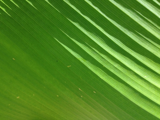 Cerrar la hoja de plátano