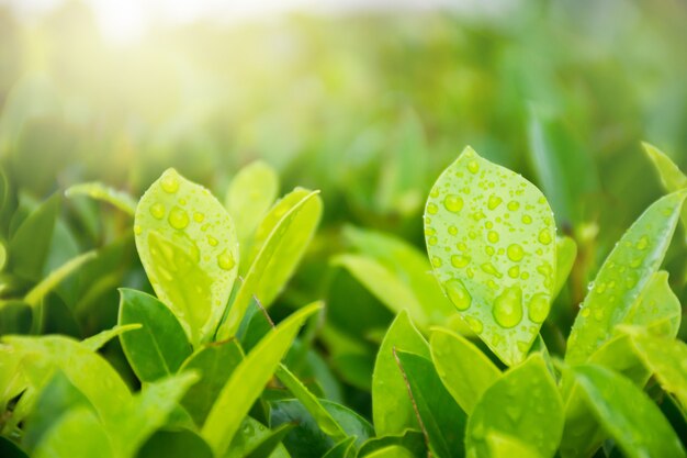 Cerrar hoja verde con gotas de agua y fondo verde borroso en el jardín