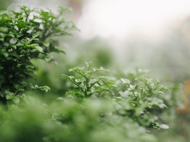 Cerrar hoja verde con luz solar