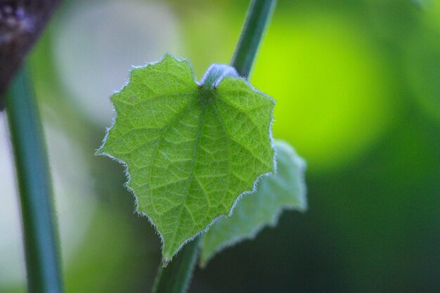 Cerrar una hoja verde ondulada