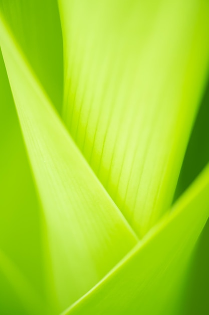 Cerrar hojas de color verde y fondo verde borroso