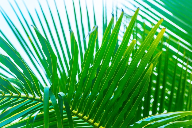 Cerrar hojas de palmera verde sobre el cielo, follaje de árboles exóticos frescos, playa paradisíaca