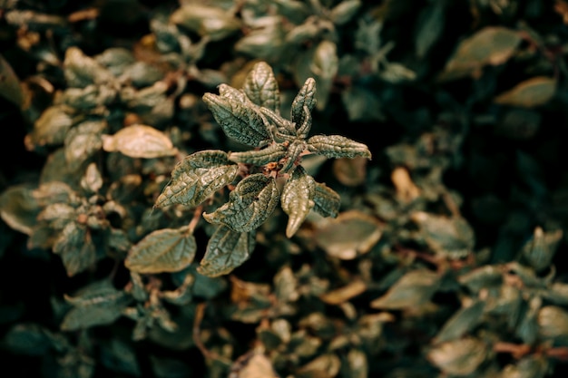 Cerrar en hojas de plantas con textura