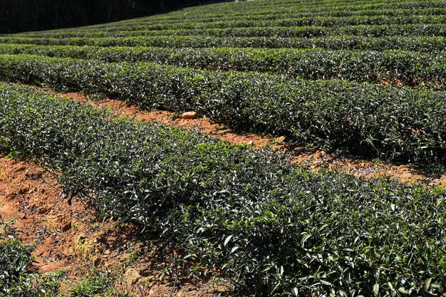 Cerrar las hojas de té en el jardín de té