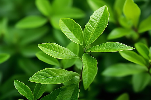 cerrar las hojas de té verde en la naturaleza