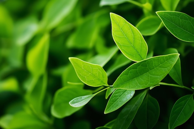 cerrar las hojas de té verde en la naturaleza