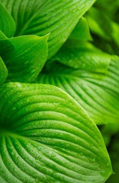 Cerrar las hojas verdes con gotas de agua de la lluvia