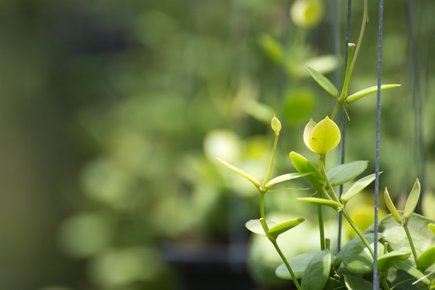 Cerrar las hojas verdes en la naturaleza