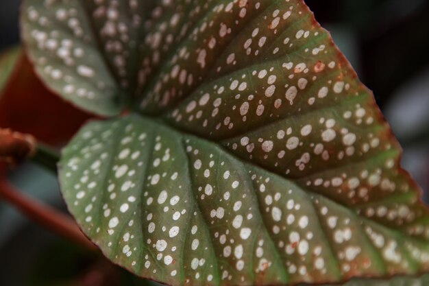 Cerrar las hojas verdes de una planta de interior