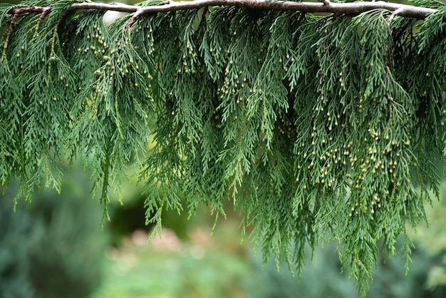 Cerrar las hojas verdes de la rama Thuja