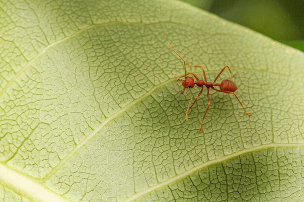 Cerrar hormiga roja en hoja verde en la naturaleza en tailandia