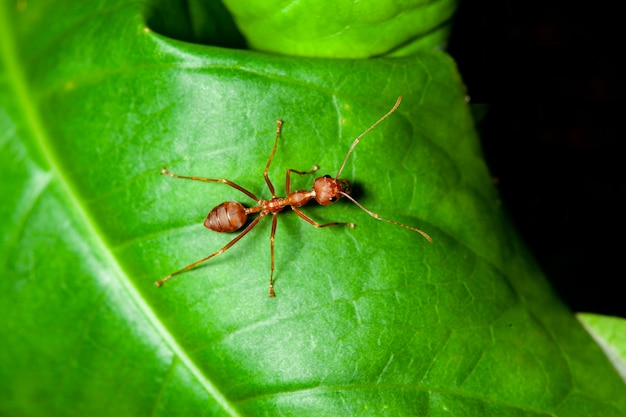 Cerrar hormiga roja en hoja verde en la naturaleza