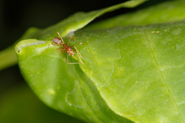 Cerrar hormiga roja en hojas frescas en la naturaleza