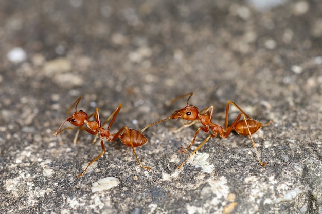 Cerrar hormiga roja sobre piso de cemento