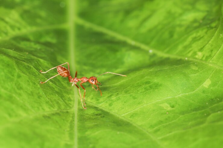 Cerrar hormigas rojas viven en hojas verdes
