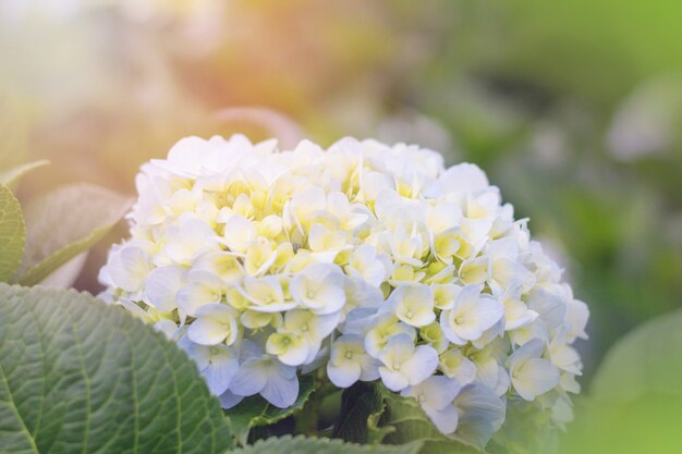 Cerrar y hortensia blanca de enfoque selectivo con hojas verdes