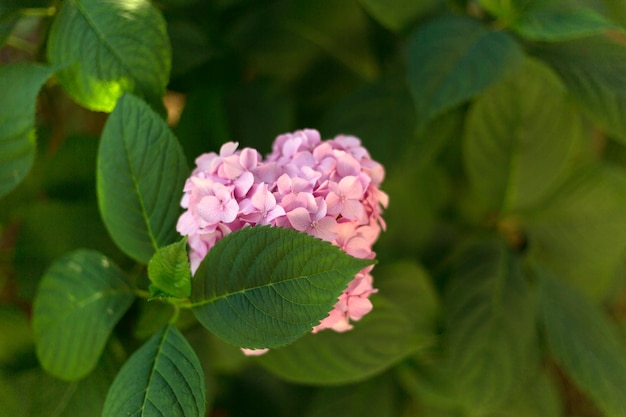 Cerrar hortensia rosa claro flores frescas sobre hojas verdes desenfoque de fondo