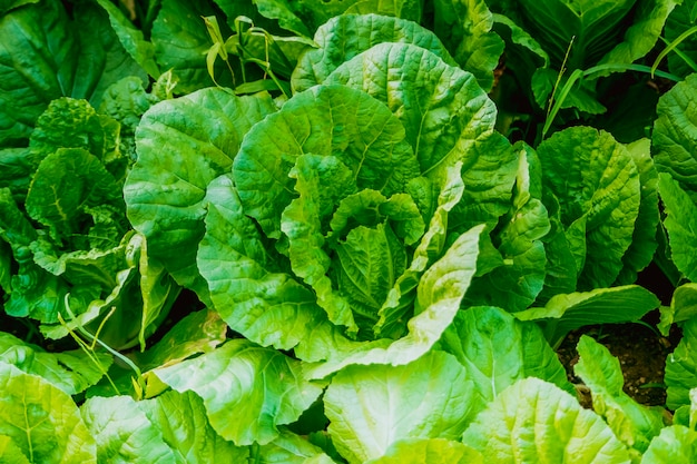 Cerrar Huerta Lechuga de invernadero de hortalizas