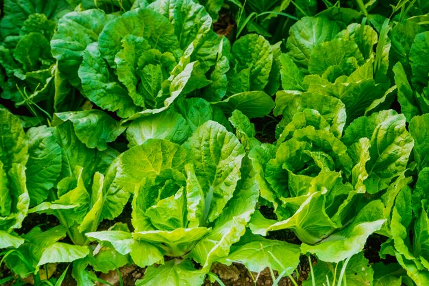 Cerrar Huerto Invernadero Vegetal Lechuga agricultura industria orgánica saludable