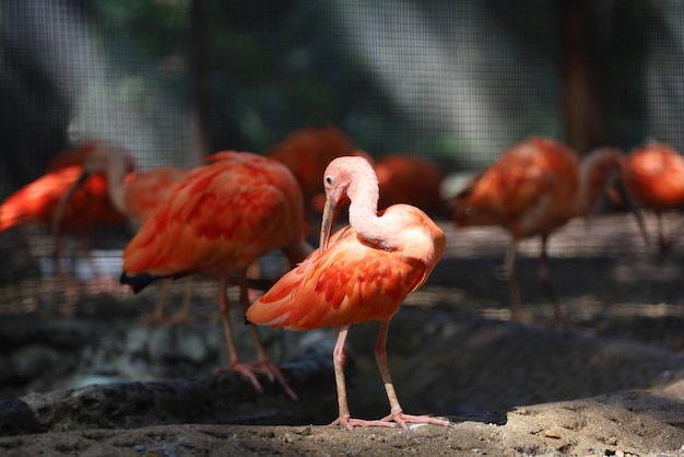 Cerrar el ibis escarlata es hermoso pájaro