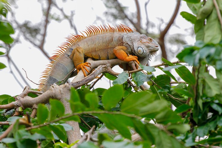 Cerrar iguana en árbol en la naturaleza