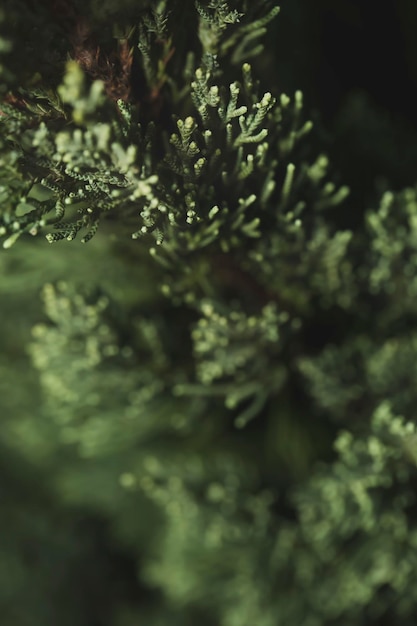 Cerrar imagen de aguja verde de abeto conferous.Fotografía macro con enfoque selectivo y muy poca profundidad de campo.Feliz Navidad y feliz año nuevo saludo de fondo.