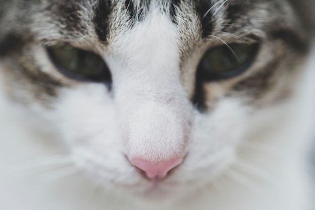 Cerrar imagen de la cara de un gato