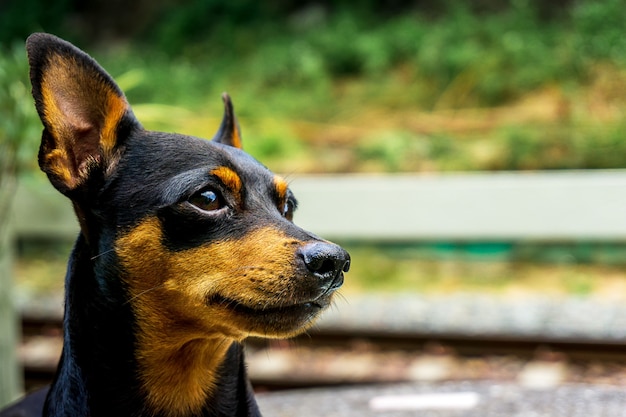 Cerrar imagen de cara de perro en lado