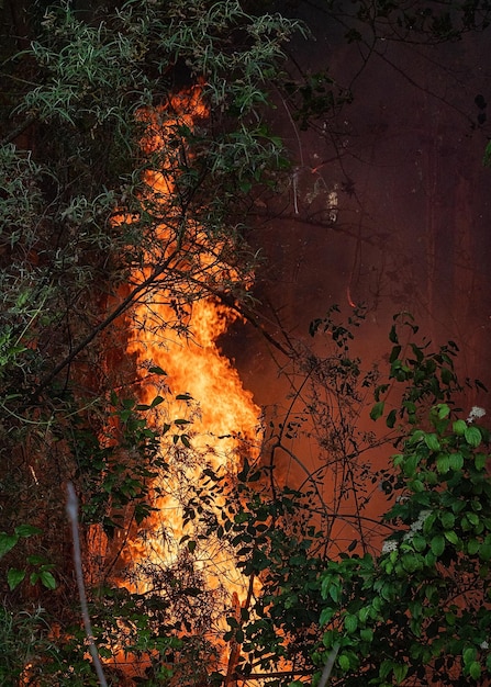 Cerrar imagen con fuego en un bosque natural