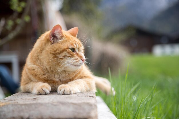 Cerrar imagen de gato atigrado rojo relajante en el jardín