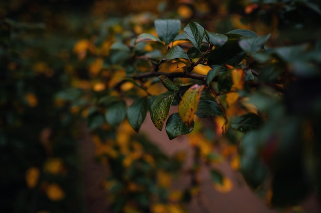 Cerrar imagen de hojas de otoño naranja en luz suave