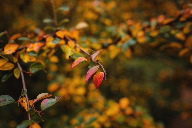 Cerrar imagen de hojas de otoño naranja en luz suave