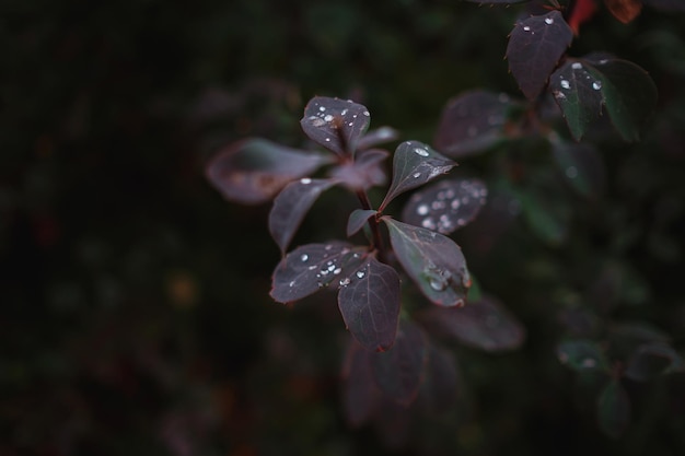 Cerrar imagen de hojas de otoño naranja en luz suave