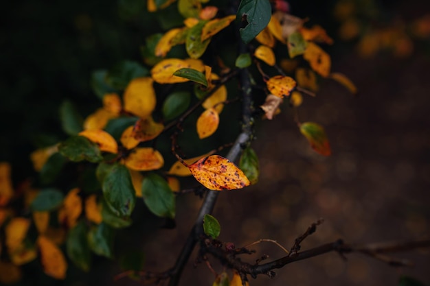 Cerrar imagen de hojas de otoño naranja en luz suave