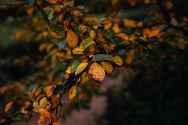 Cerrar imagen de hojas de otoño naranja en luz suave