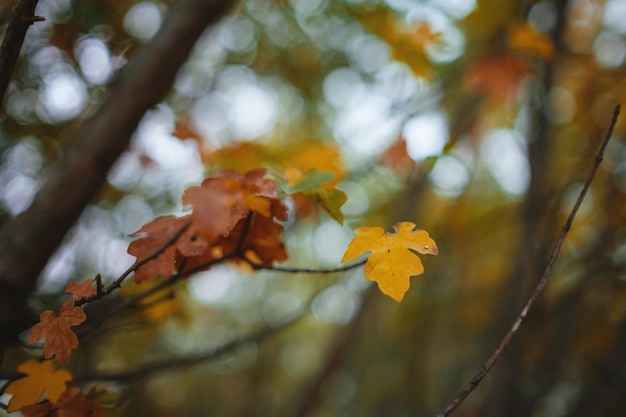 Cerrar imagen de hojas de otoño naranja en luz suave