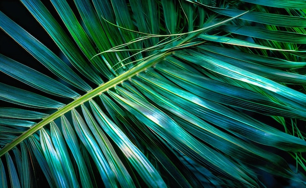 Cerrar imagen de hojas de palma que parecen crecer a partir de hojas de una planta tropical