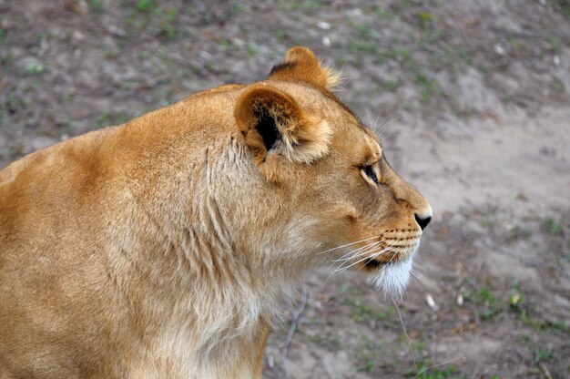 Cerrar imagen de un león macho.