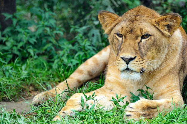 Cerrar imagen de un león. Un retrato de una leona relajándose sobre el césped