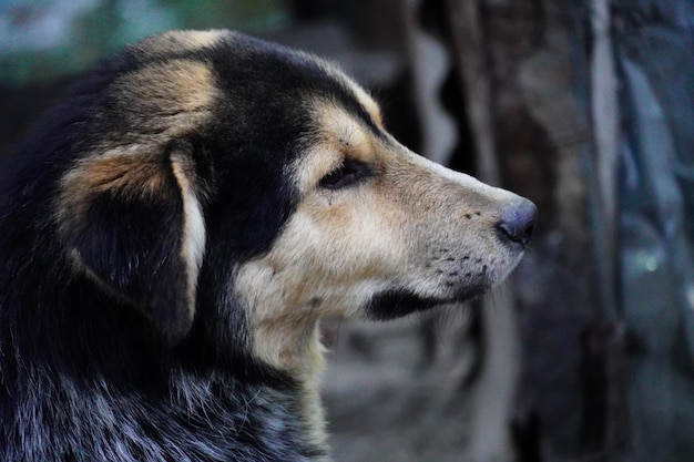 Cerrar imagen de un perro