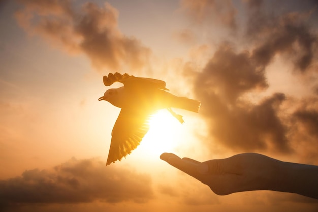 Cerrar imagen silueta mano de mujer rezando y pájaro libre disfrutando de la naturaleza al amanecer y cielo nublado y fondo de nubes esperanza conceptxA