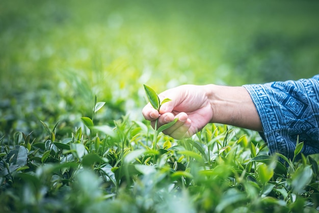 Foto cerrar imágenes las manos de los agricultores que están cosechando las hojas del árbol del té