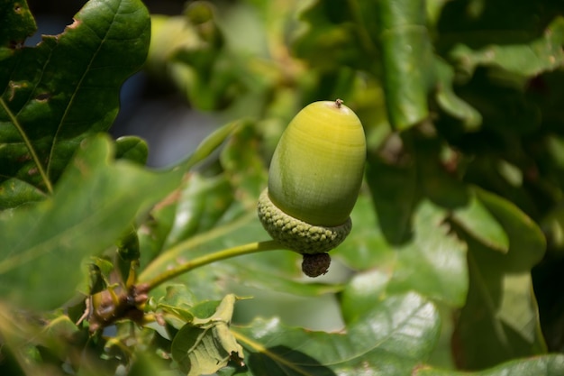 Cerrar imágenes del montón de bellotas verdes frescas sin madurar en las ramitas de roble con hojas durante el verano