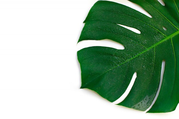 Cerrar imágenes Naturaleza hoja de palma verde con gotas de lluvia