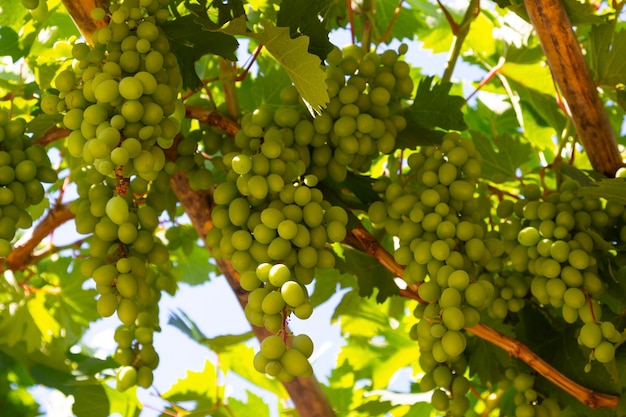 Cerrar imágenes de uva en una rama de viñedo